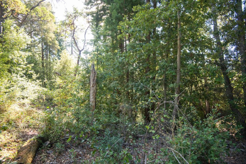 Madrone Avenue