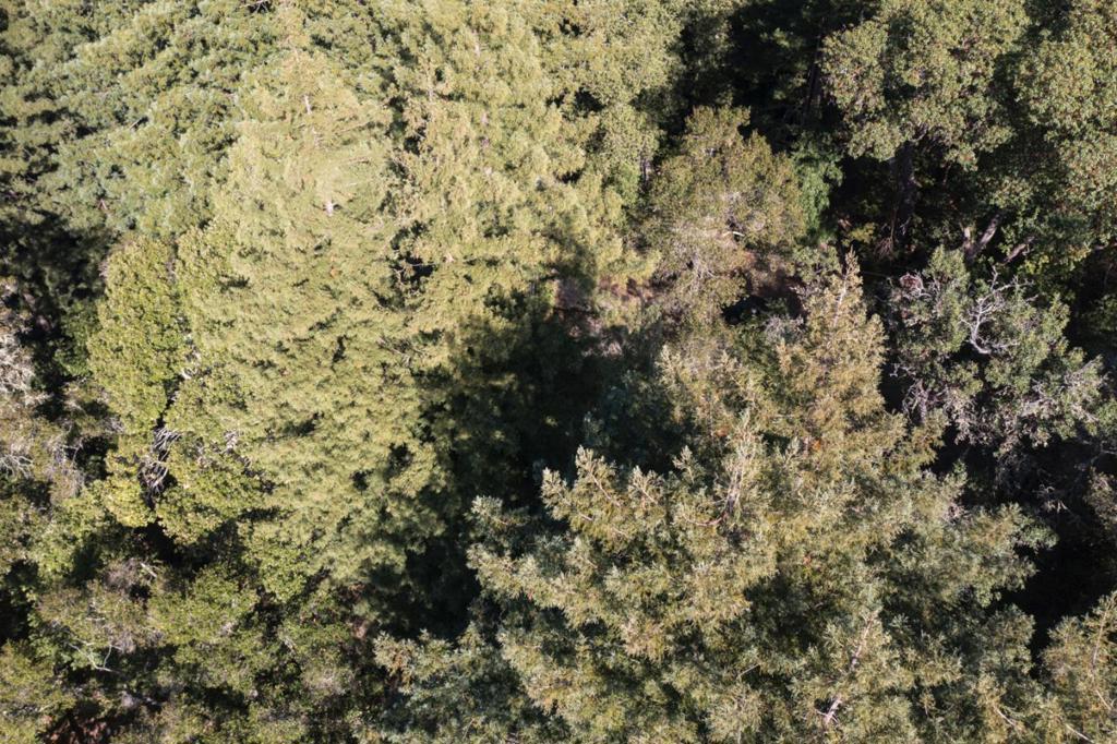 Madrone Avenue