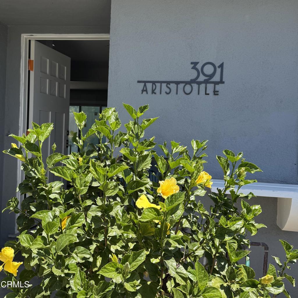 391 Aristotle Street