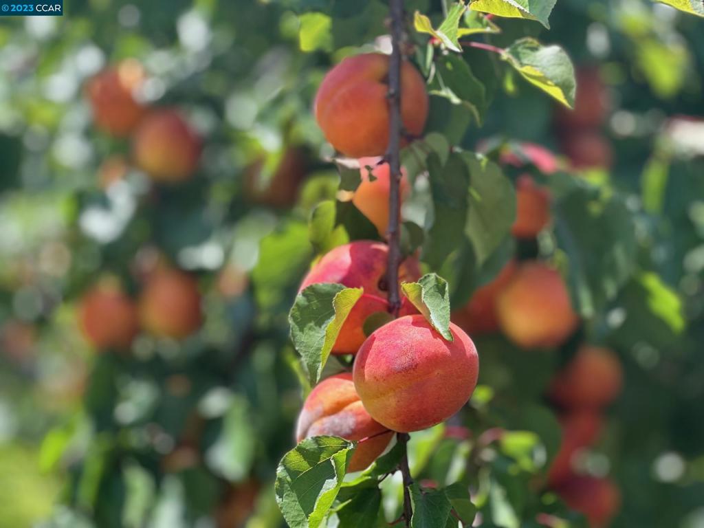 PALO ALTO - Residential