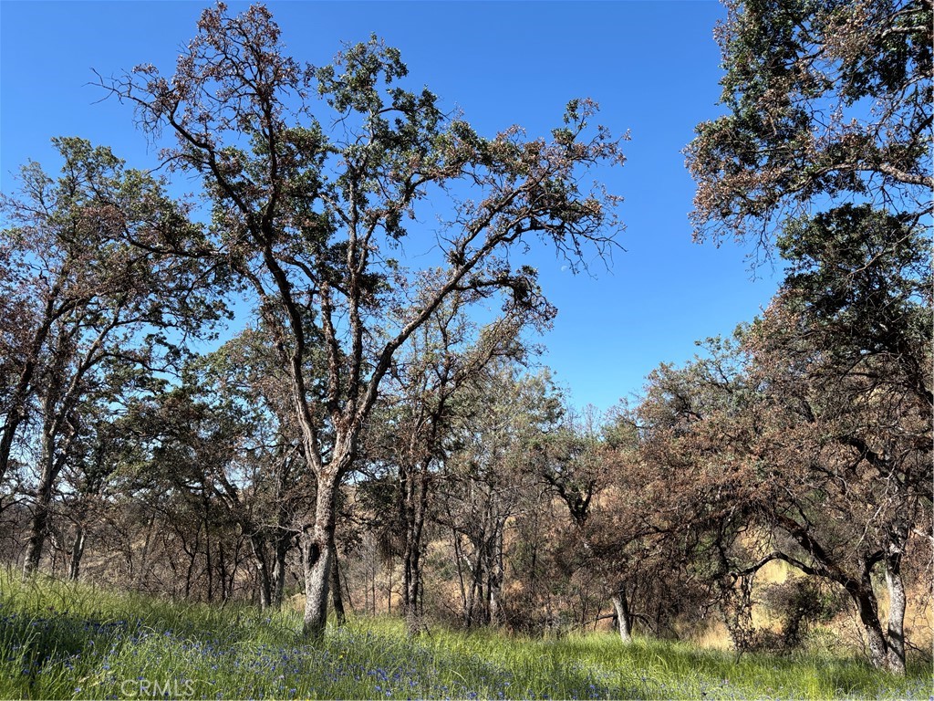 Great location! Only about a 40 minute drive to Yosemite. This parcel is on the edge of the historic town of Mariposa, but far enough away to have the privacy and quiet of a place in the country. Close to the quaint shops of Mariposa, and even close to the hospital and clinic! What more could you want? This parcel was burned in a fire, but most of the trees survived and are now green with new growth. The driveway is in place and there is a graded area where the owners had a travel trailer. The owners say there is a spring on the property and a seasonal creek. Old photos show small pools of water at the stream, and a pipe with running water, which might be the spring. The property is full of color this month of May, with blooms of many beautiful wildflowers! The driveway and a turnaround area have been weed whacked for fire safe access.