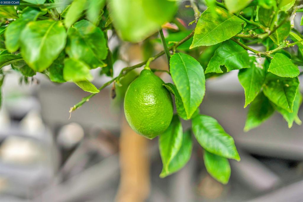 CENTRAL ALAMEDA - Residential