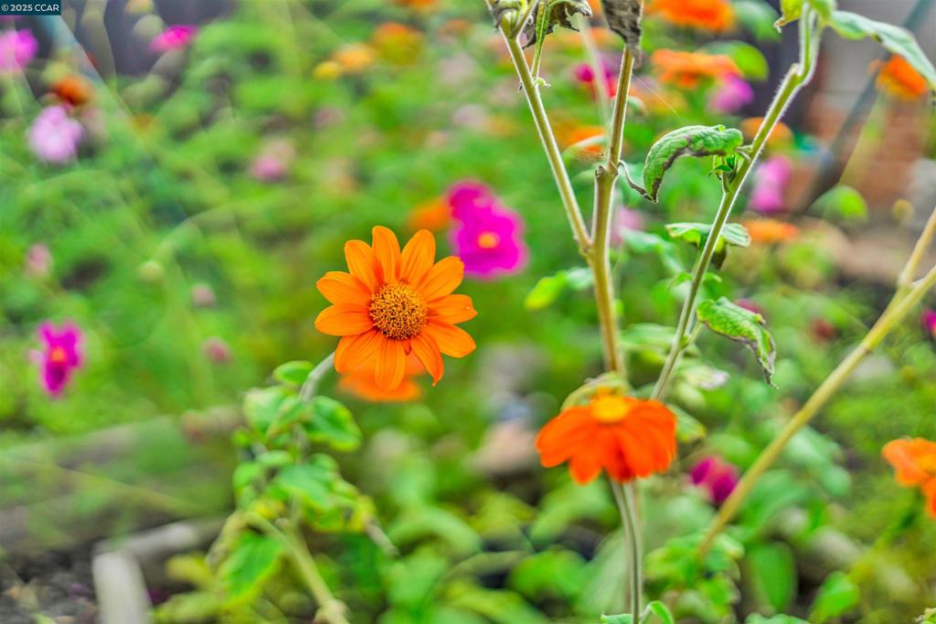 CENTRAL ALAMEDA - Residential