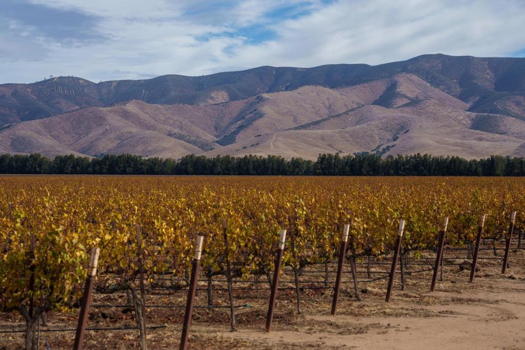 31102 Camphora Gloria Road