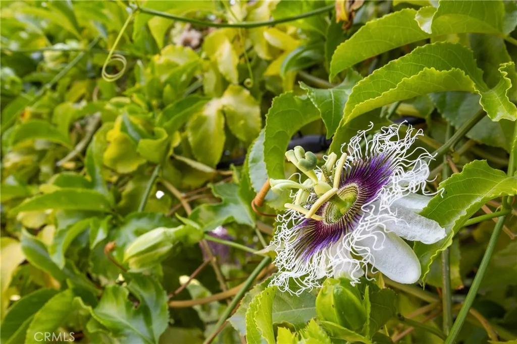 Sylmar, California 91342, United States, 5 Bedrooms Bedrooms, ,3 BathroomsBathrooms,Residential,Active,151247