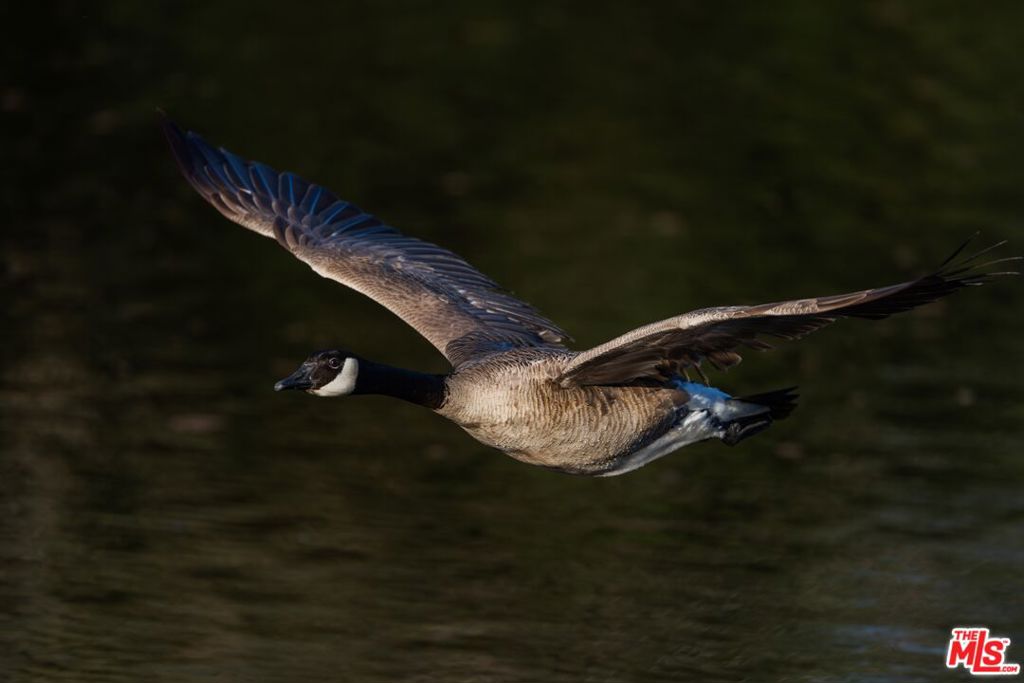 41924 Patrick Ave TPN#4337/5