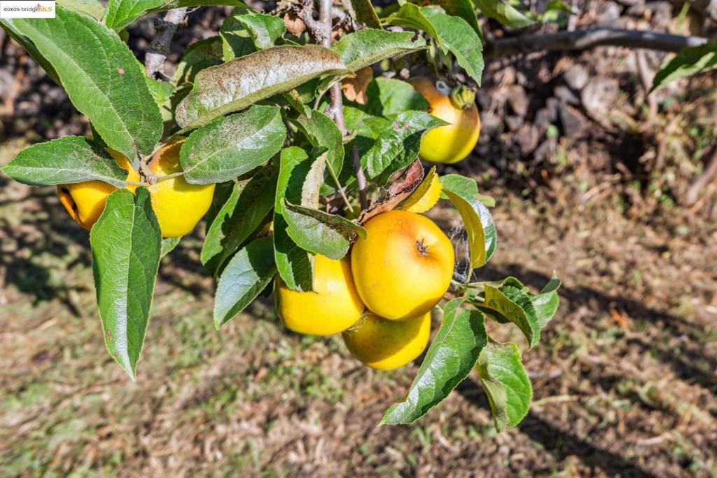 WEST OAK - Residential