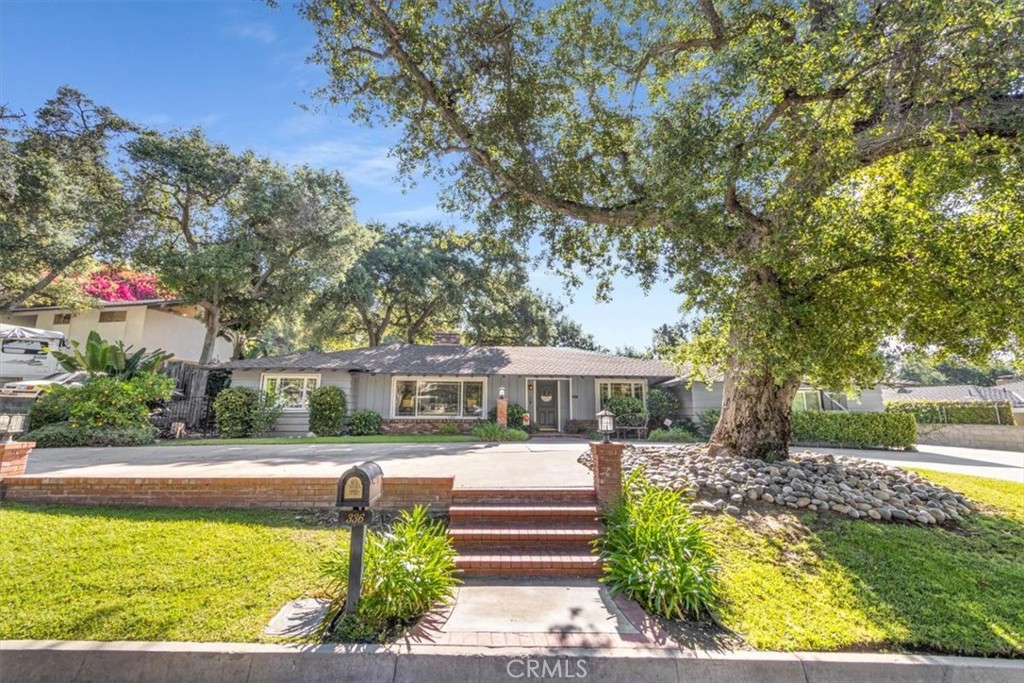 336 Oak Tree