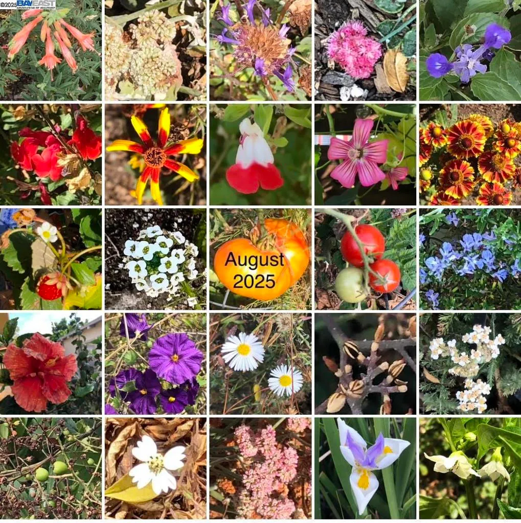 Alameda, California 94501, United States, 3 Bedrooms Bedrooms, ,2 BathroomsBathrooms,Residential,Active,253961