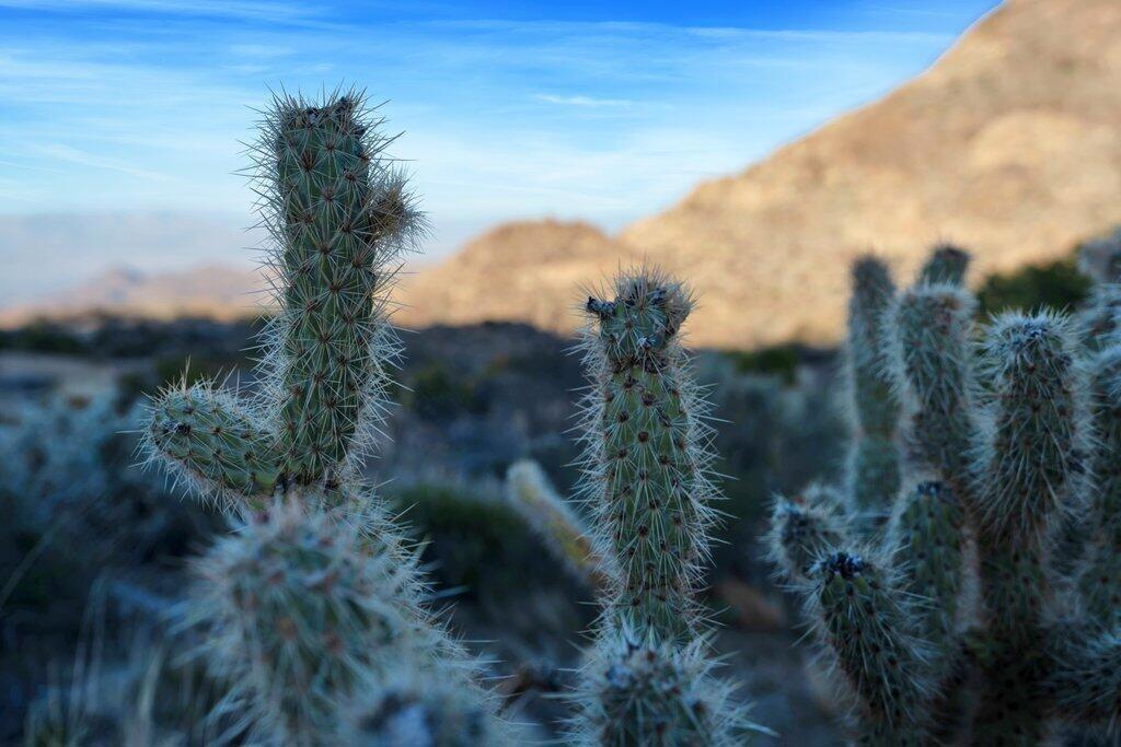 Royal Carrizo - Land