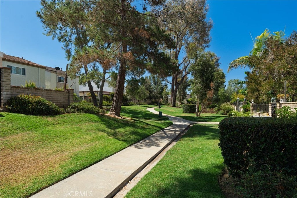 11 Redwood Tree 11 Redwood Tree