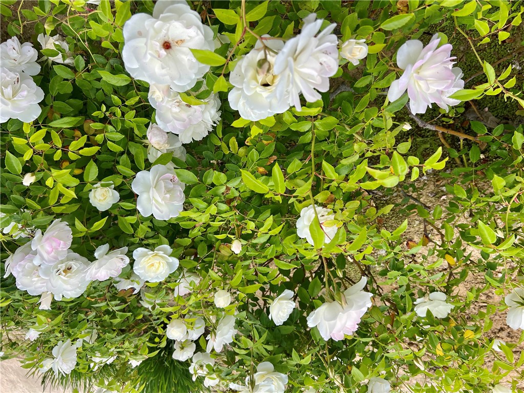 Annadale (851) - Residential Lease