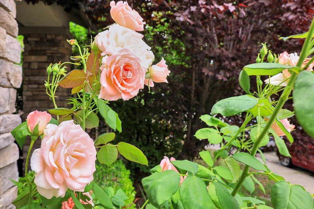 10022 Spring View Way