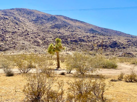 Photo of 4225 Benji Avenue, Joshua Tree, CA 92252 (MLS # 219148889PS)