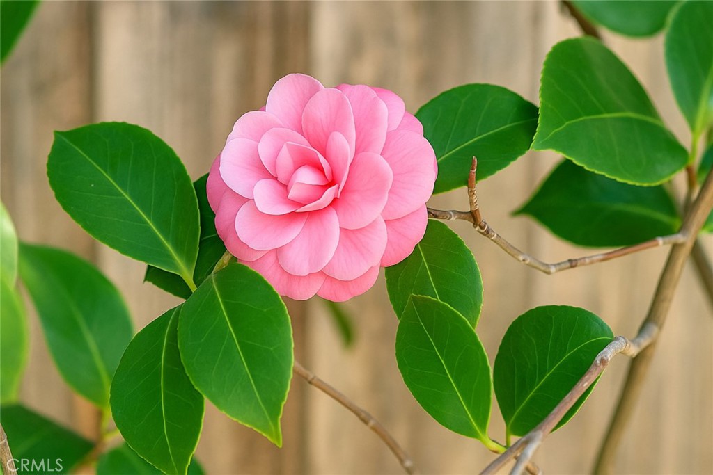 El Camino Glen (CH) - Residential