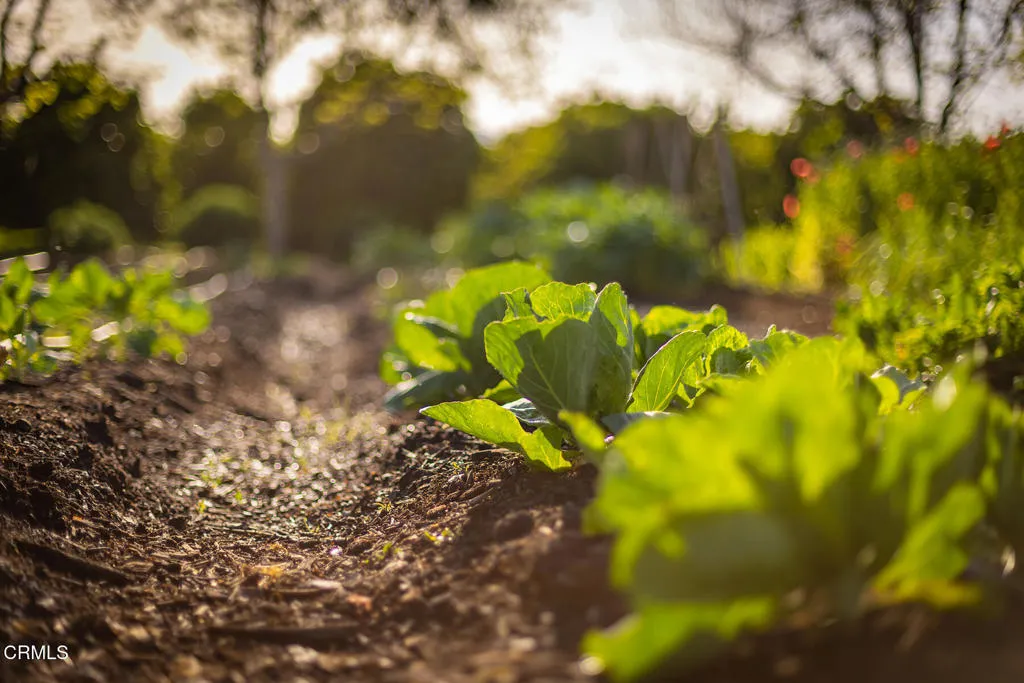 Ojai, California 93023, United States, 10 Bedrooms Bedrooms, ,8 BathroomsBathrooms,Residential,Active,186808