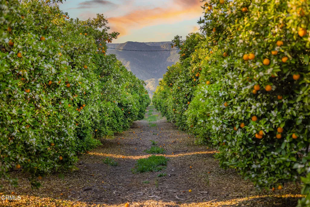 Ojai, California 93023, United States, 10 Bedrooms Bedrooms, ,8 BathroomsBathrooms,Residential,Active,186808