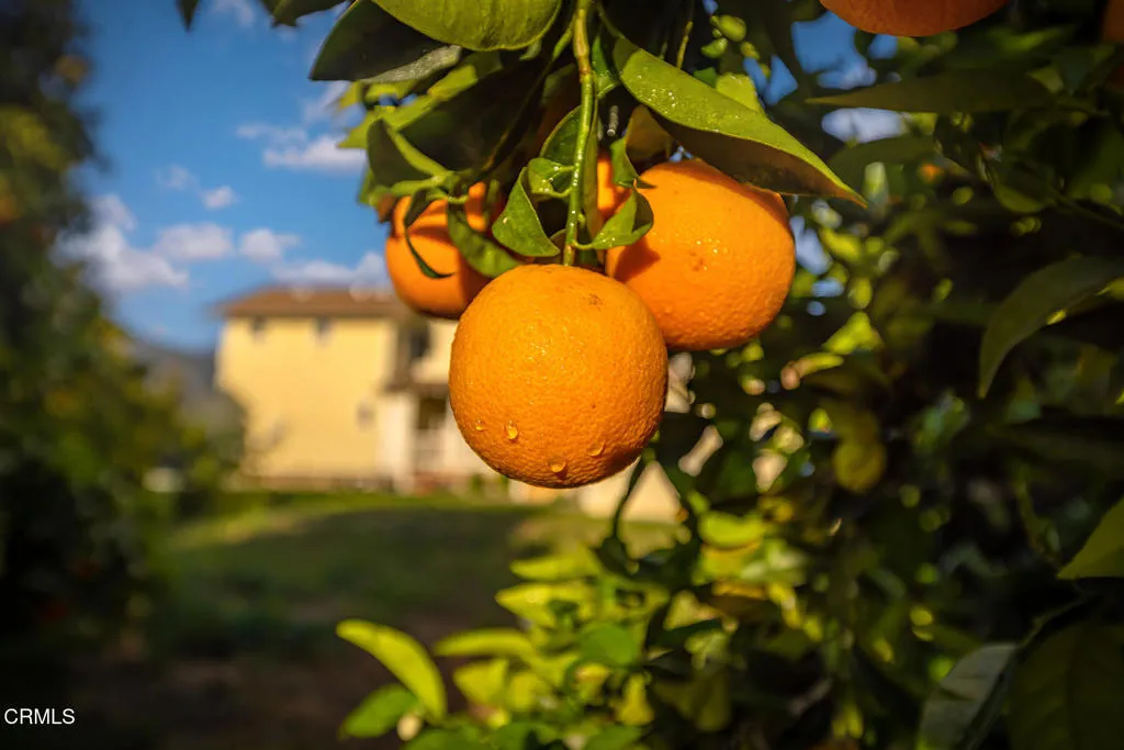 Ojai, California 93023, United States, 10 Bedrooms Bedrooms, ,8 BathroomsBathrooms,Residential,Active,186808