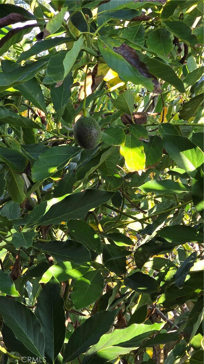 4441 Los Serranos Blvd