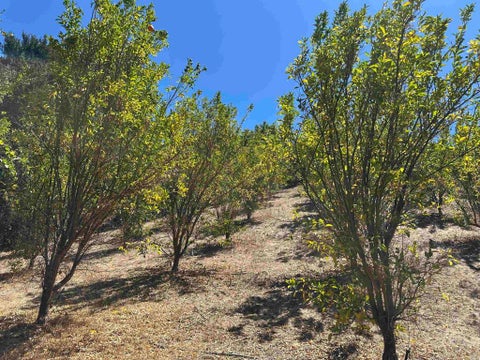 Tiny photo for 45481 Camaron Road, Temecula, CA 92590 (MLS # PTP2606852)