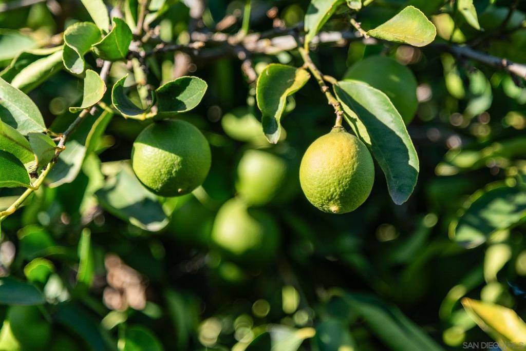 El Cajon - Residential