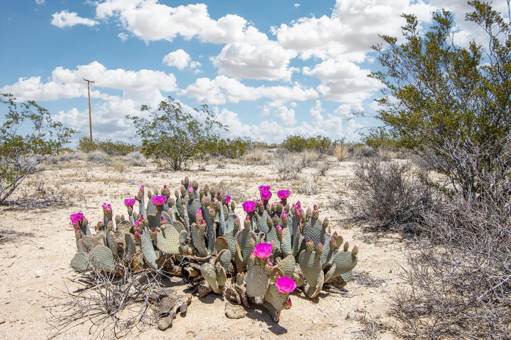 Not Applicable-1 - Land