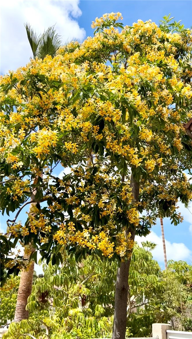 4 Las Flores