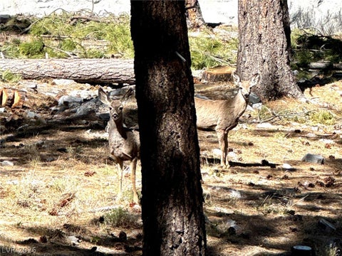 Tiny photo for 525 Snow Fall Trail, Mount Charleston, NV 89124 (MLS # 2775856)