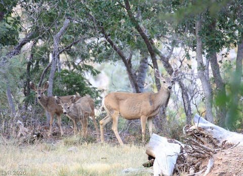 Tiny photo for 525 Snow Fall Trail, Mount Charleston, NV 89124 (MLS # 2775856)