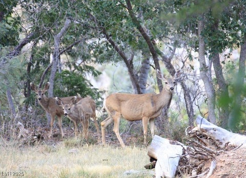 Tiny photo for 360 Echo Road, Mount Charleston, NV 89124 (MLS # 2708962)