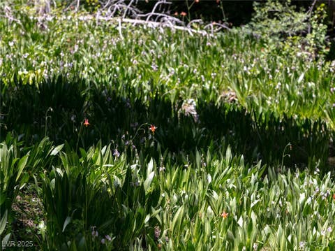 Tiny photo for 4075 Cougar Ridge Trail, Mount Charleston, NV 89124 (MLS # 2741992)