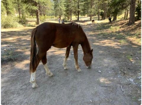 Tiny photo for 4096 Tyrol Way, Mount Charleston, NV 89124 (MLS # 2732516)