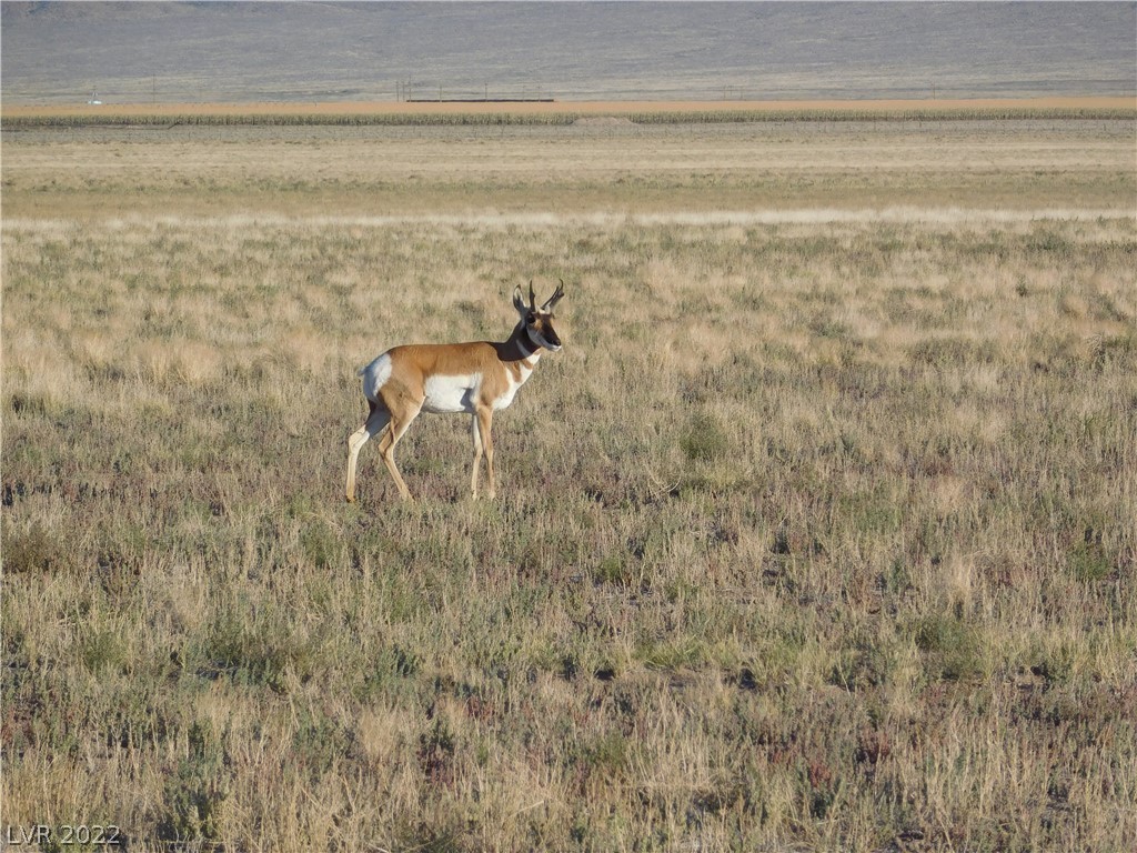 Sand Springs Valley, Alamo, Nevada image 5