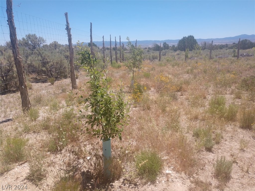 Bennett Springs, Pioche, Nevada image 17