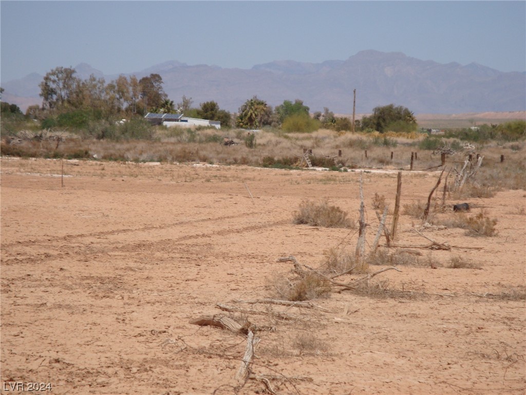 Scamp, Overton, Nevada image 3