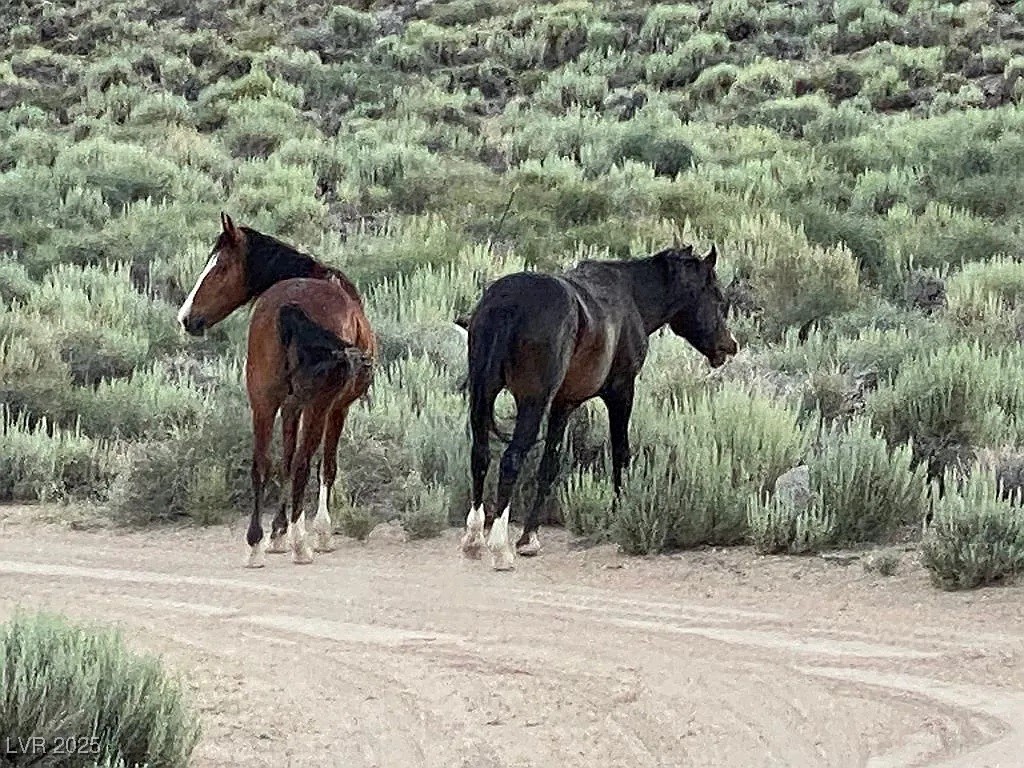 75C Wildhorse Run, Dyer, Nevada image 12