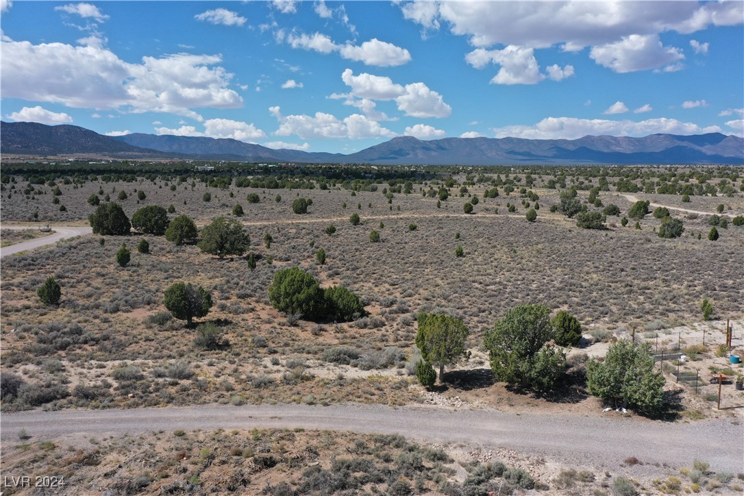 Pinyon Pine, Pioche, Nevada image 3