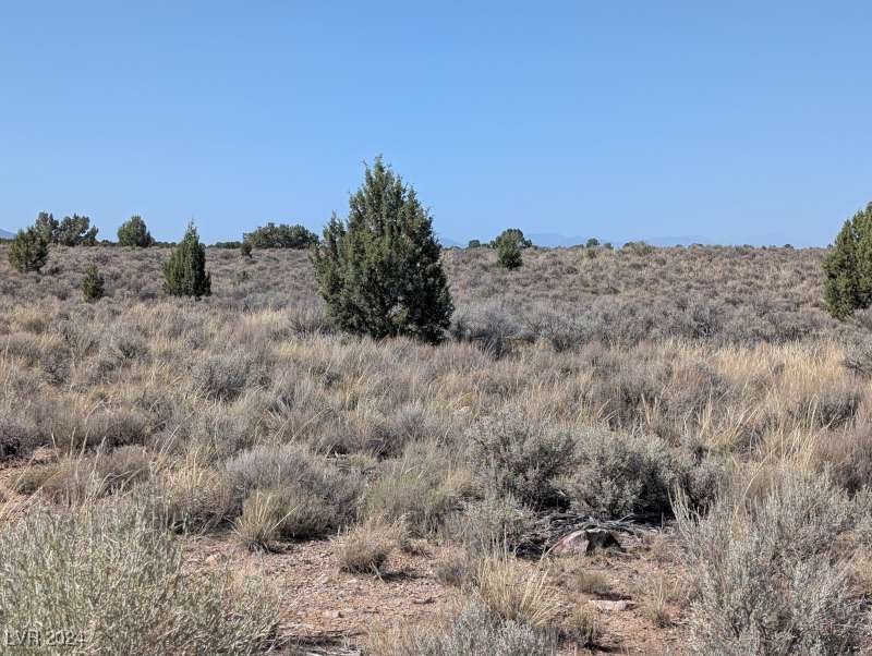 Pinyon Pine, Pioche, Nevada image 18