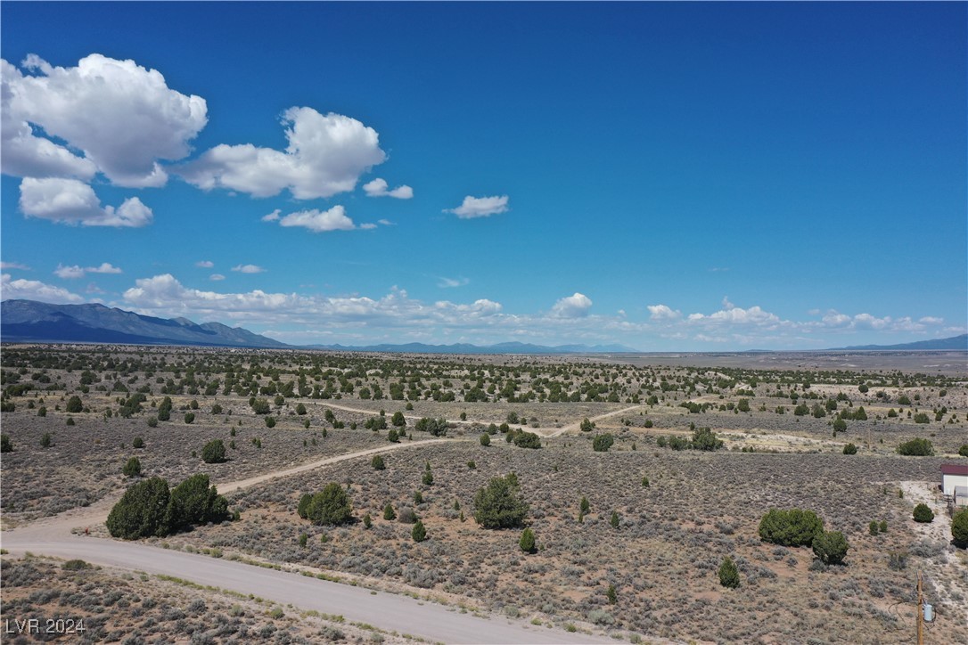 Pinyon Pine, Pioche, Nevada image 2