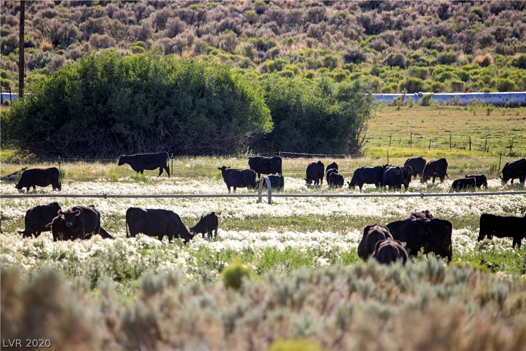 Duck Creek Development, Ely, Nevada image 10