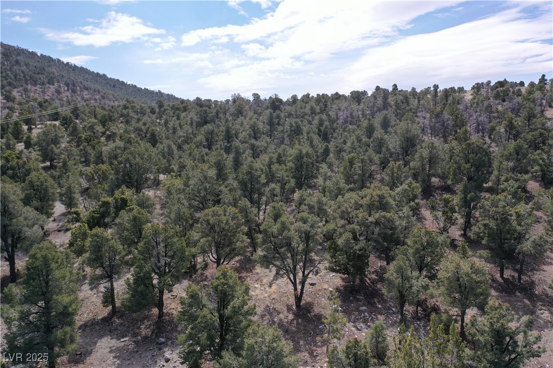 Pinion Pine, Pioche, Nevada image 7
