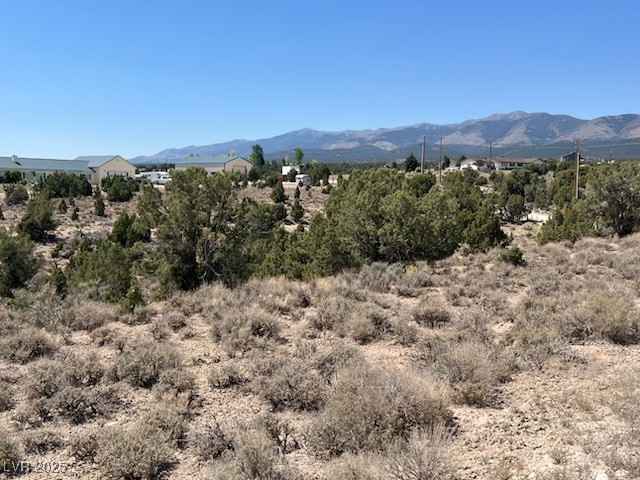 Pinyon Pine
