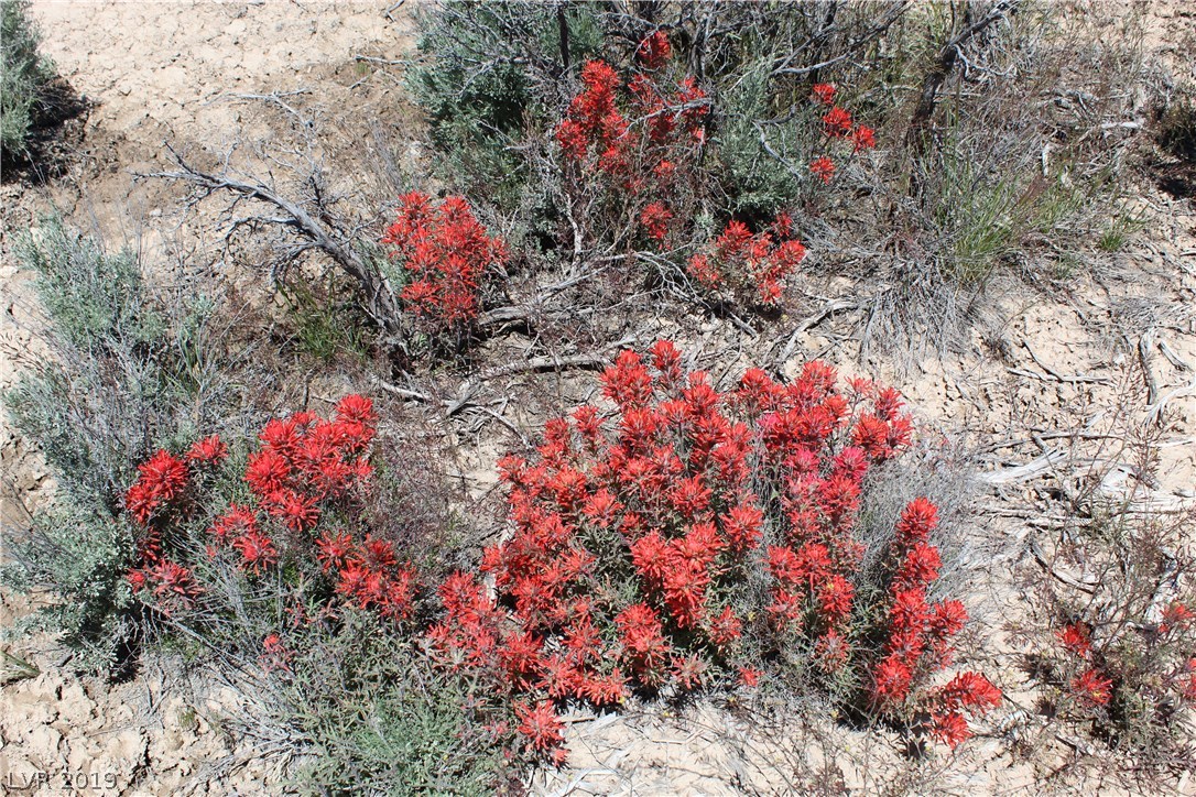 Skyline - Indian Ridge - 165, Caliente, Nevada image 4