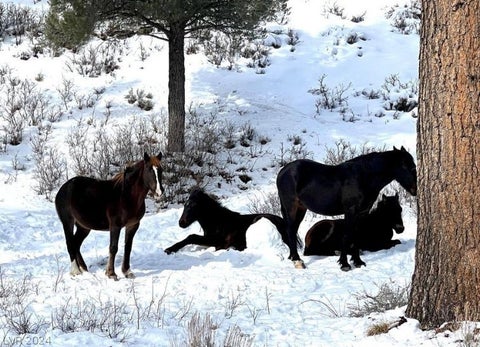 Tiny photo for Lee Canyon Road, Mount Charleston, NV 89124 (MLS # 2587083)
