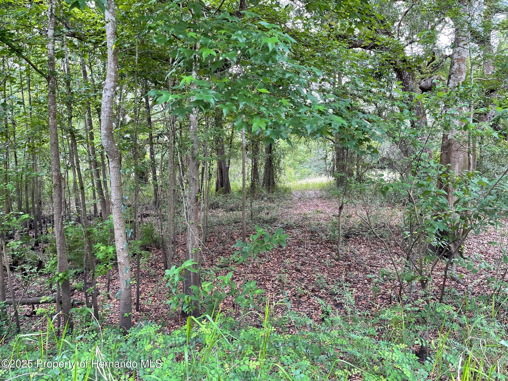 TBD Cortez Boulevard, Dade City, Florida image 3