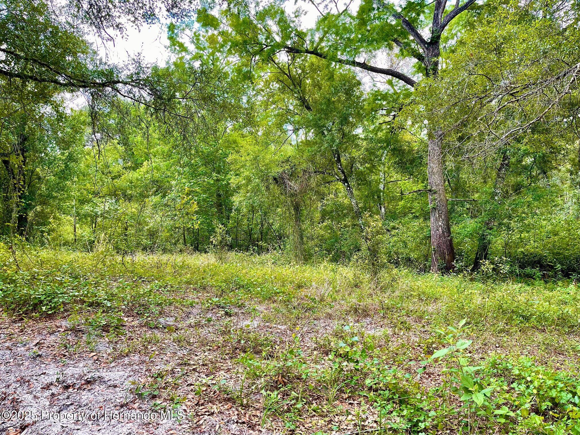 TBD Cortez Boulevard, Dade City, Florida image 5