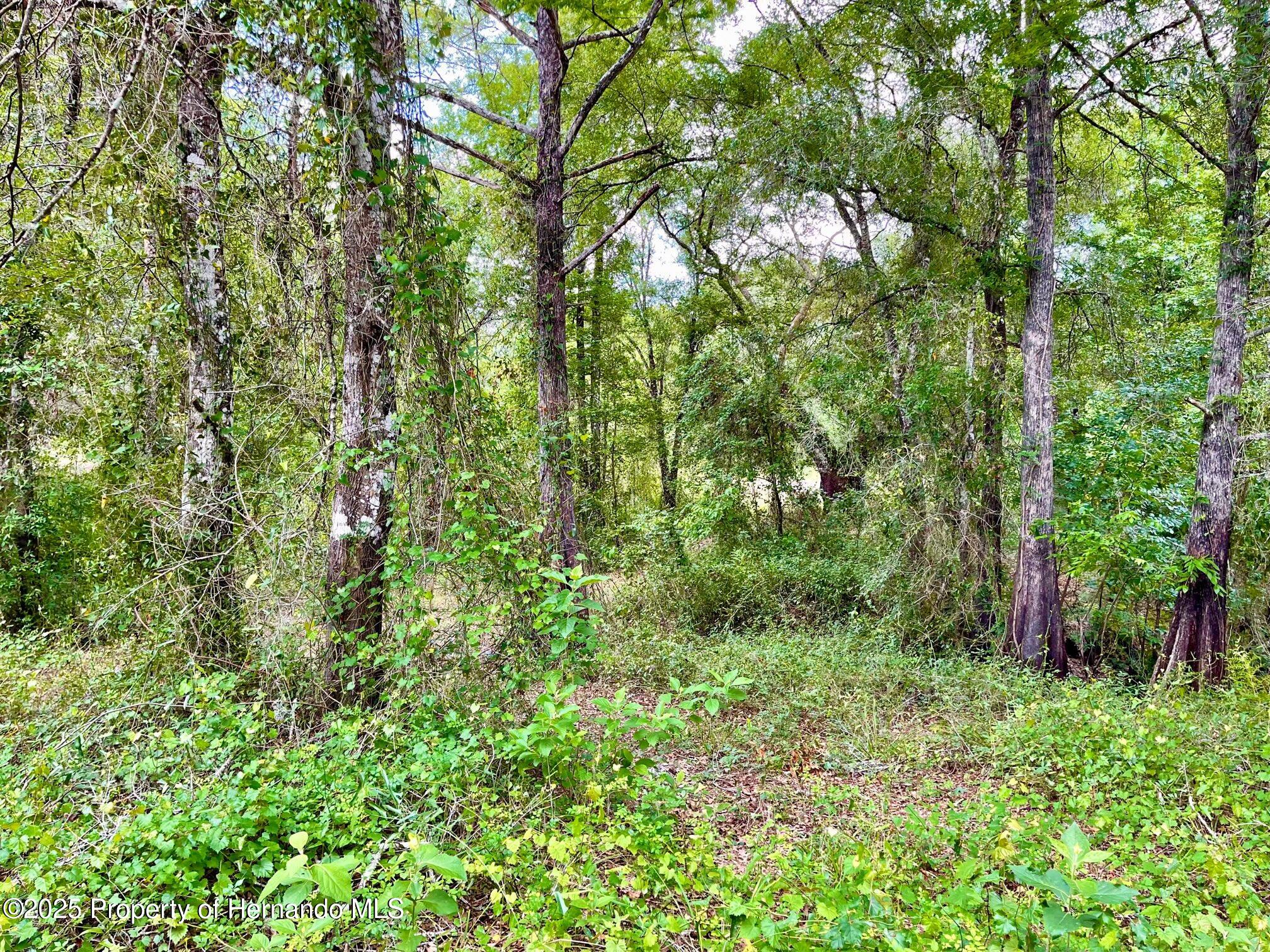 TBD Cortez Boulevard, Dade City, Florida image 6