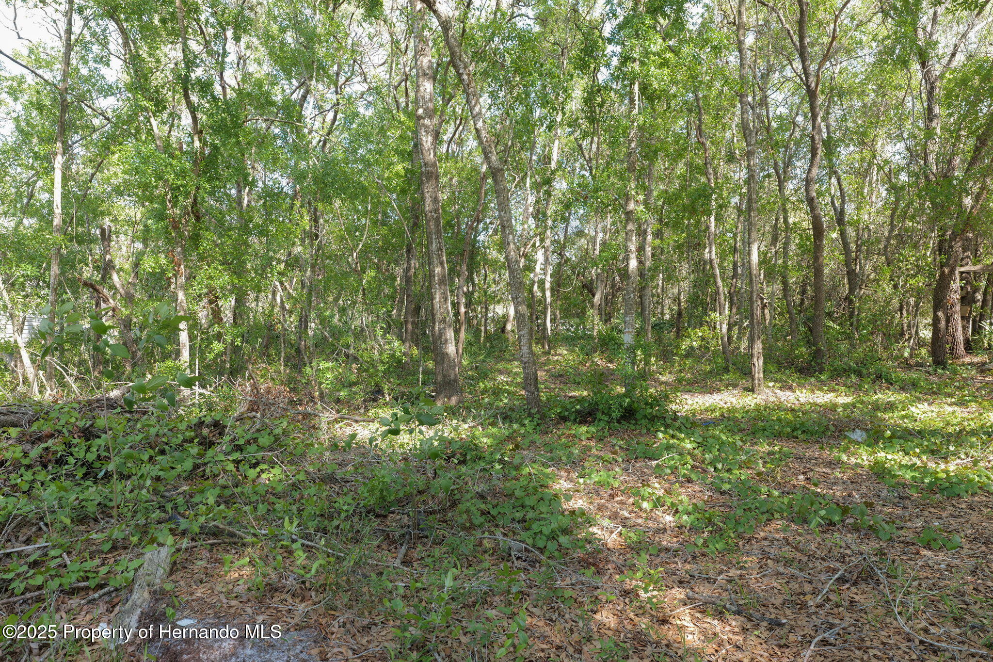 8343 Normandy Drive, Weeki Wachee, Florida image 8