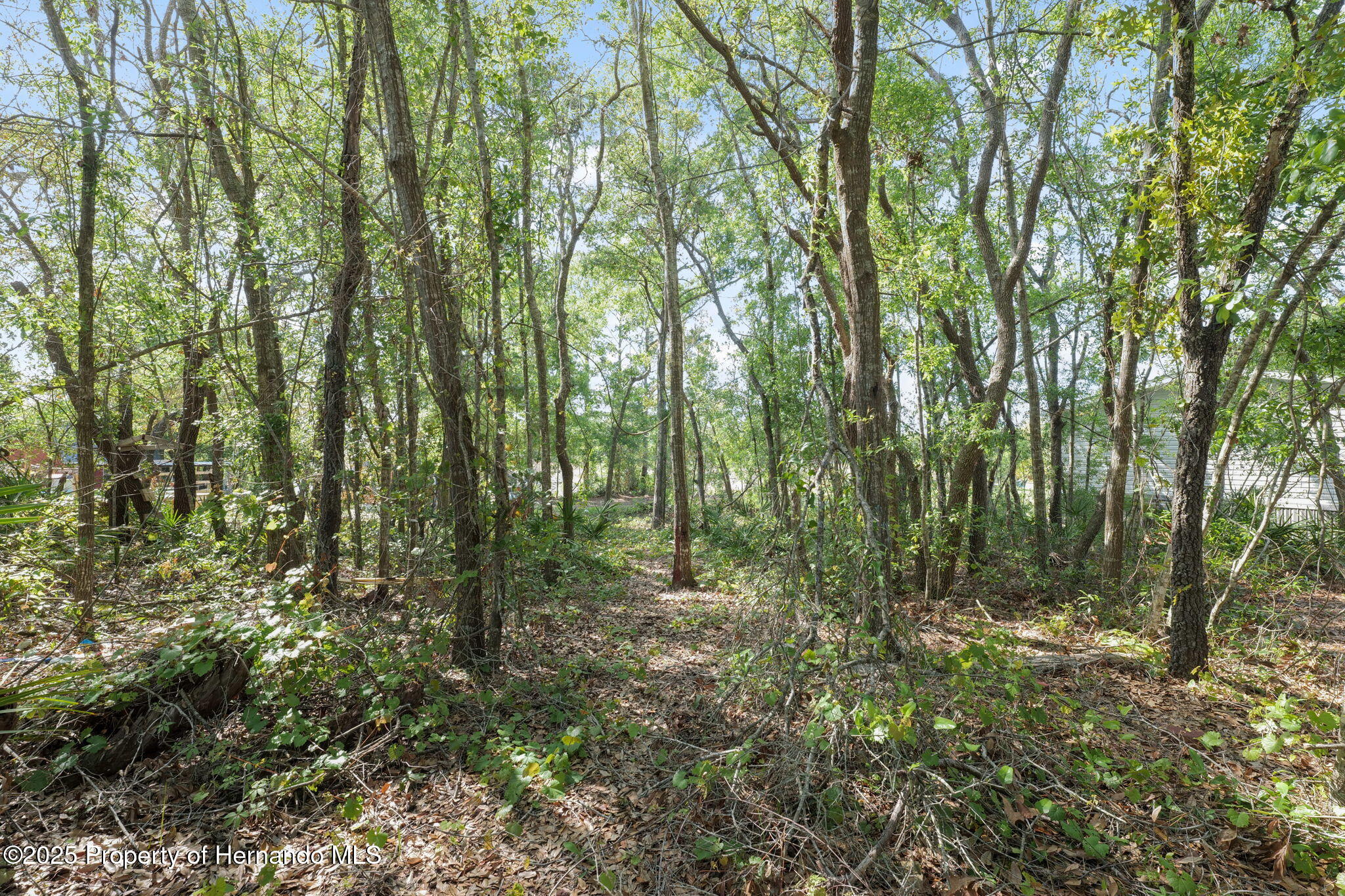 8343 Normandy Drive, Weeki Wachee, Florida image 9