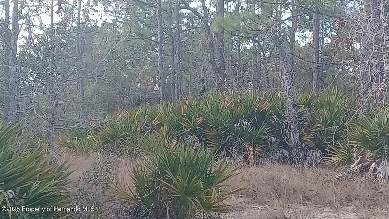 00 English Parrot Road, Brooksville, Florida image 3